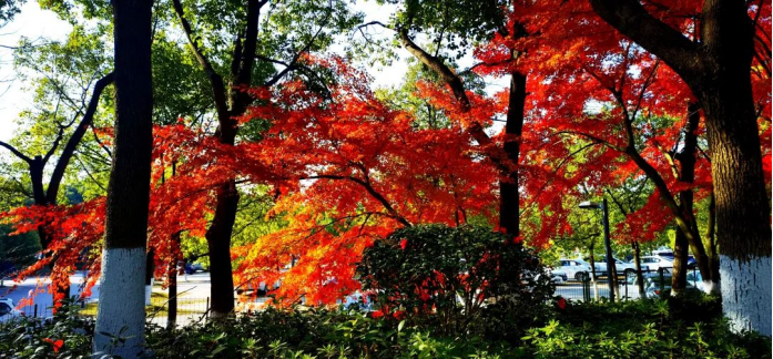 271701043564196510.png image.png